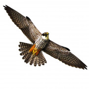 Визуальный отпугиватель птиц Хищник 2 Визуальный отпугиватель птиц Хищник 2